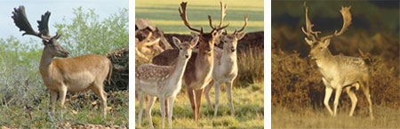 Parque Diana Red Stag