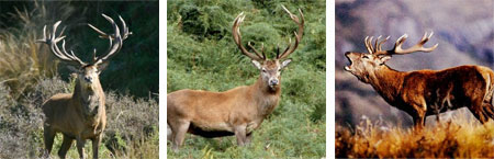 Parque Diana Red Stag