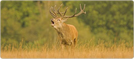 Parque Diana Red Stag